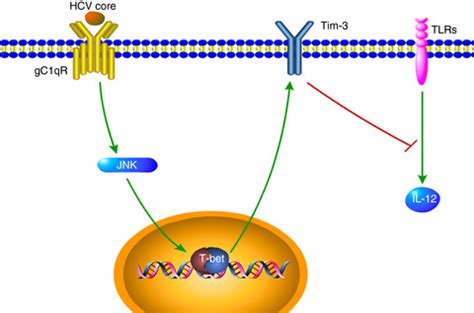 T‐bet‐mediated Tim‐3 expression dampens monocyte function .